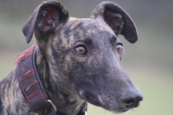 Galgo NEO aus San Anton sucht ... - Seite 4 6334133lqr