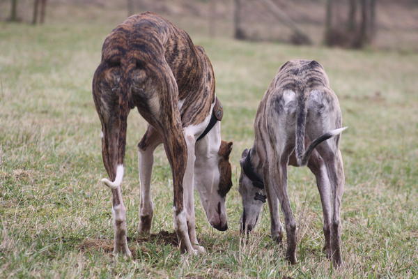 Galgo Alex (jetzt ROMEO) aus Leiva sucht ... - Seite 2 6334328eku