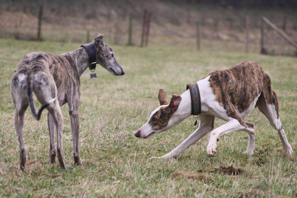 Galgo Alex (jetzt ROMEO) aus Leiva sucht ... - Seite 2 6334330ure