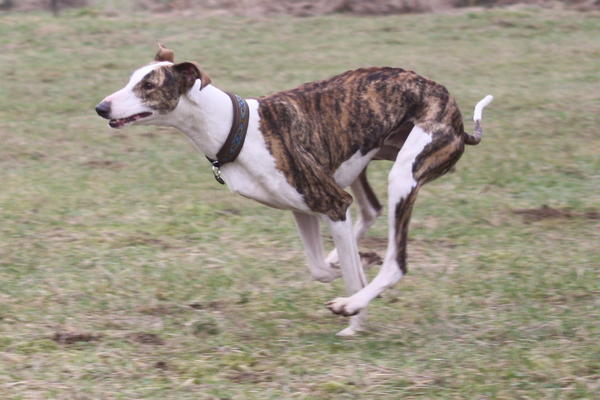 Galgo Alex (jetzt ROMEO) aus Leiva sucht ... - Seite 2 6334337ool