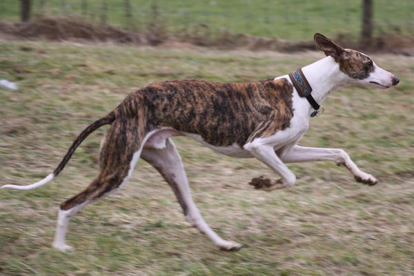 Galgo Alex (jetzt ROMEO) aus Leiva sucht ... - Seite 2 6334340sma