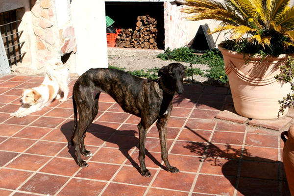 Galga Indira aus Mazarron sucht ... Reserviert! 6355977pdd