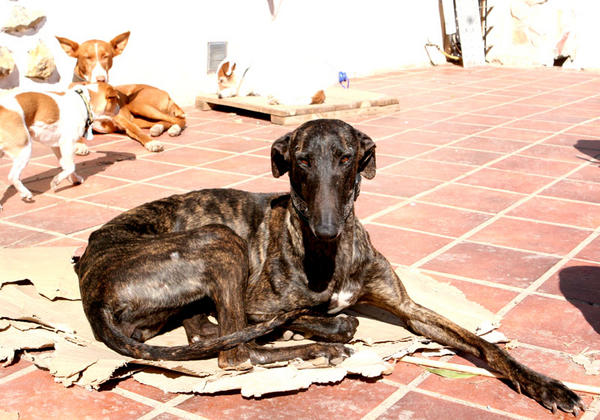 Galga Indira aus Mazarron sucht ... Reserviert! 6355978xbc