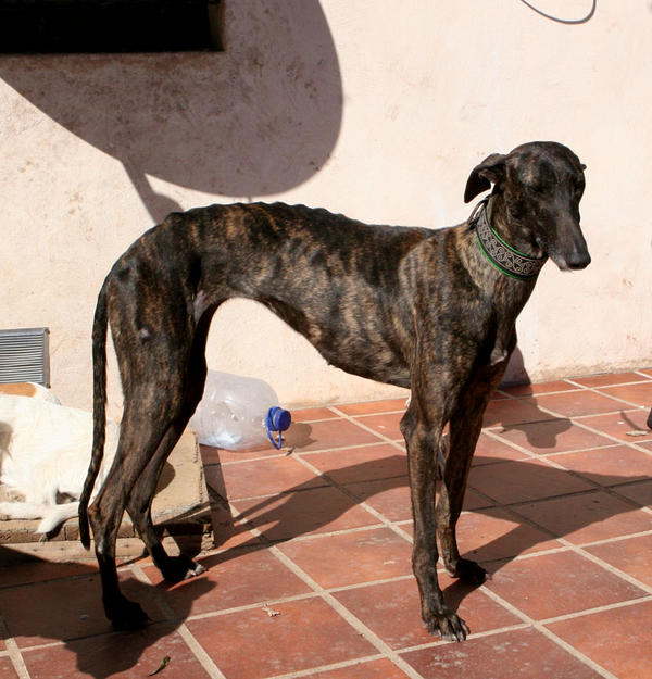 Galga Indira aus Mazarron sucht ... Reserviert! 6355979chu