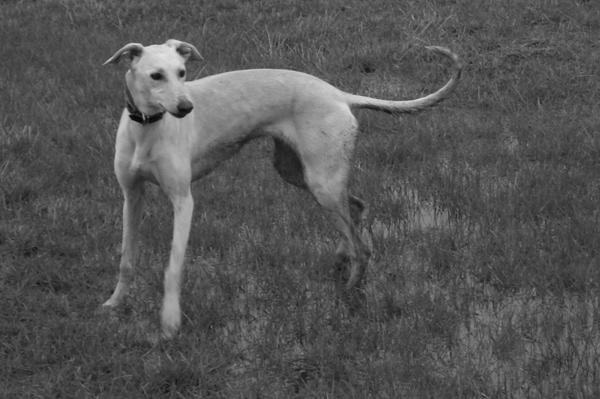 Galga LUNI aus Murcia sucht ... - Seite 2 6362967vow