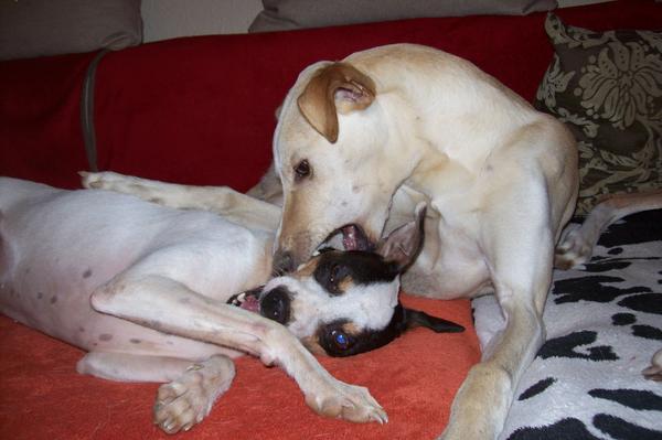 Galga LUNI aus Murcia sucht ... - Seite 2 6362969xei