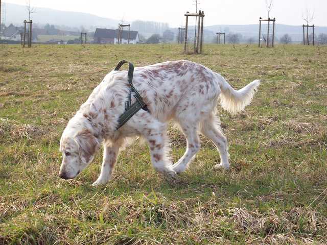 Der Herzbube (Finley) ist da! 6373534obr