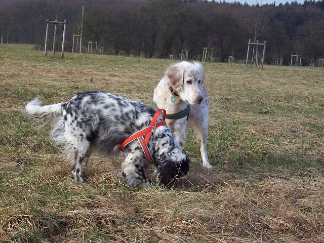 Der Herzbube (Finley) ist da! 6373536mwj