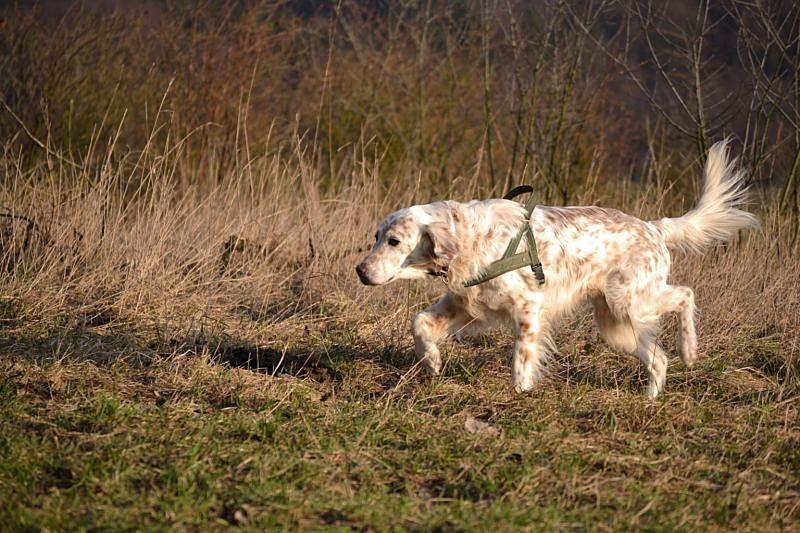 Der Herzbube (Finley) ist da! 6382193bfm