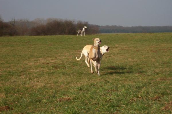 Galga LUNI aus Murcia sucht ... - Seite 2 6401115qpy