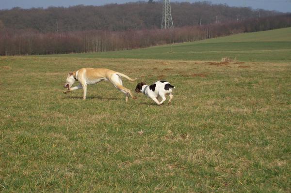 Galga LUNI aus Murcia sucht ... - Seite 2 6401116opy