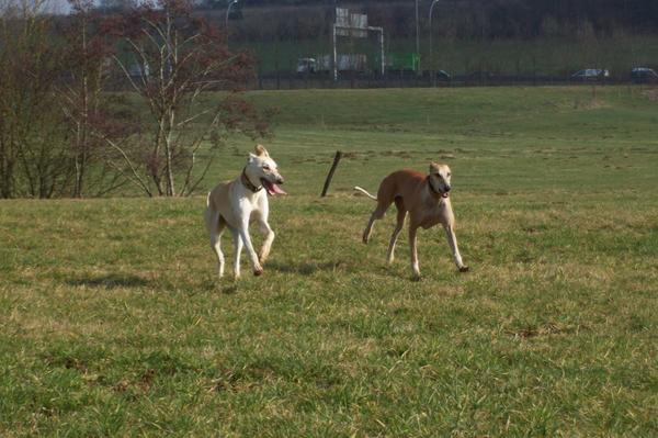 Galga LUNI aus Murcia sucht ... - Seite 2 6401119cdk