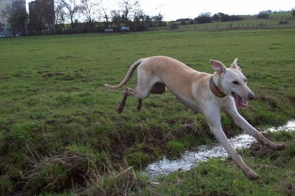 Galga LUNI aus Murcia sucht ... - Seite 3 6446280ejn