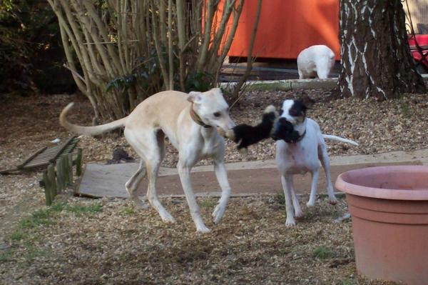 Galga LUNI aus Murcia sucht ... - Seite 3 6446345mfj