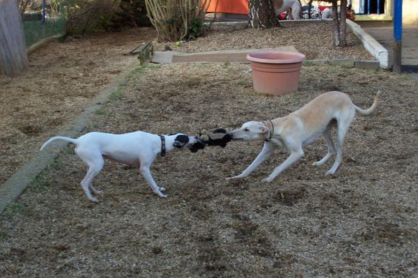 Galga LUNI aus Murcia sucht ... - Seite 3 6446346hqj