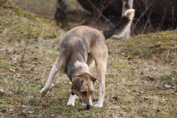 Mischling BOWIE aus Ramonete sucht ...  - Seite 2 6473417tct