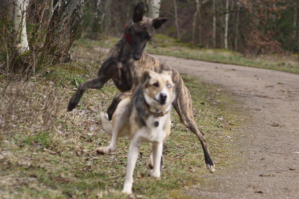 Mischling BOWIE aus Ramonete sucht ...  - Seite 2 6473421ebn