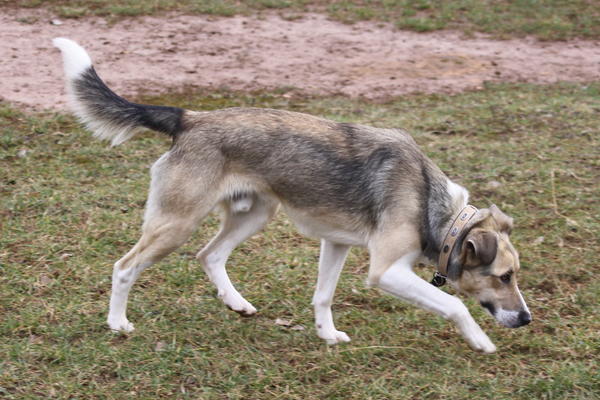 Mischling BOWIE aus Ramonete sucht ...  - Seite 2 6473473ygi