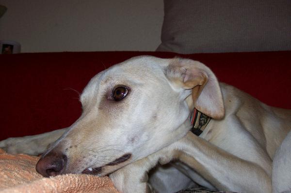 Galga LUNI aus Murcia sucht ... - Seite 3 6487020ywn