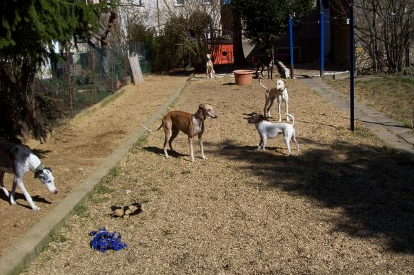 Galga LUNI aus Murcia sucht ... - Seite 3 6506856ifk