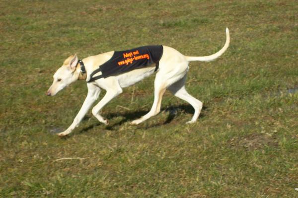 Galga LUNI aus Murcia sucht ... - Seite 3 6506913qbk