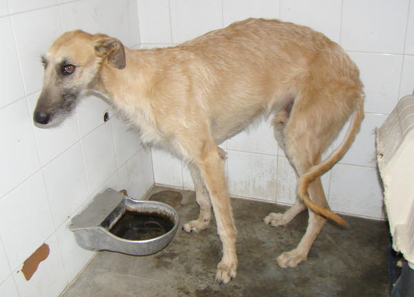 Rauhhaar-Galgo RIK aus Alicante sucht ... 6533839egz