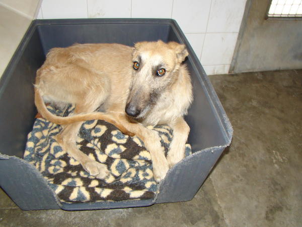 Rauhhaar-Galgo RIK aus Alicante sucht ... 6533840ezo