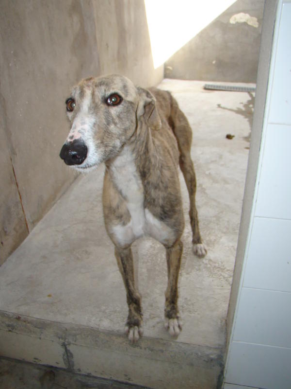 Galga SITA aus Alicante sucht dringend ... 6542728quw