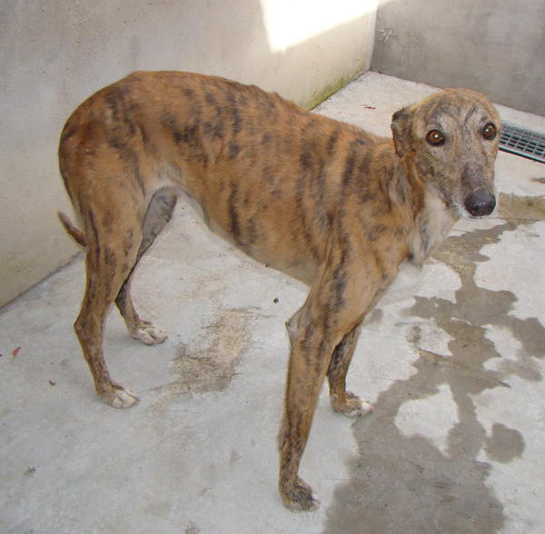 Galga Rita (jetzt MILLA) aus Alicante sucht ... 6542730vmk