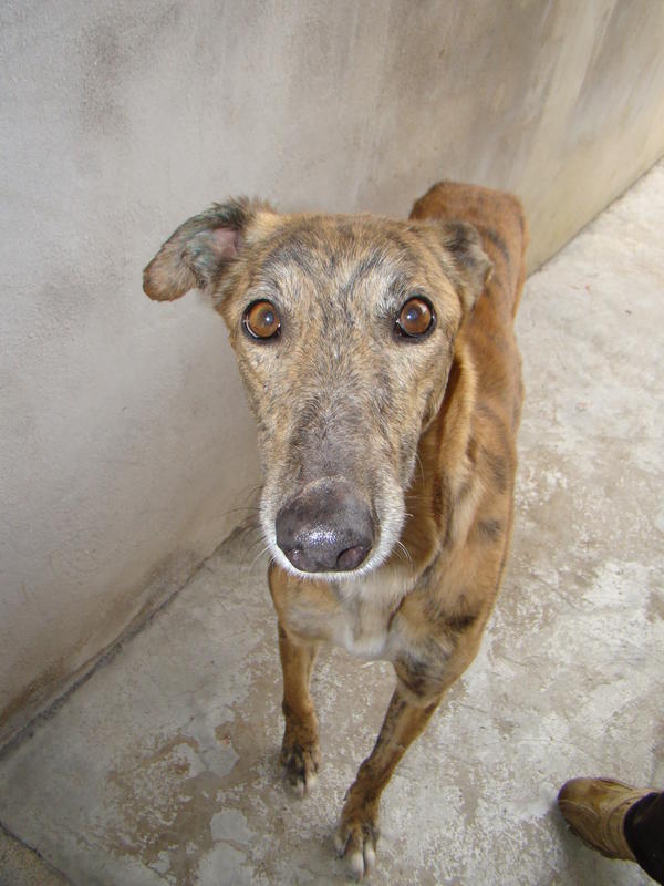 Galga Rita (jetzt MILLA) aus Alicante sucht ... 6542731ppu