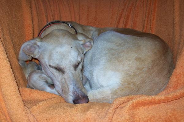 Galga LUNI aus Murcia sucht ... - Seite 3 6546696pps