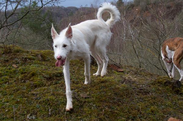 Galgowelpe Snowy (jetzt BLAKE) aus Murcia sucht ... - Seite 3 6560962tsn