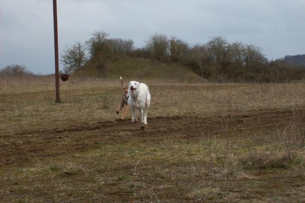 Galgowelpe Snowy (jetzt BLAKE) aus Murcia sucht ... - Seite 3 6560963aen