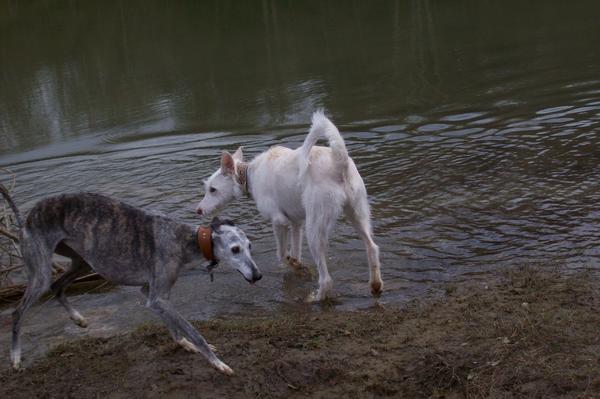 Galgowelpe Snowy (jetzt BLAKE) aus Murcia sucht ... - Seite 3 6560966dmm