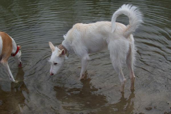 Galgowelpe Snowy (jetzt BLAKE) aus Murcia sucht ... - Seite 3 6560967tgn