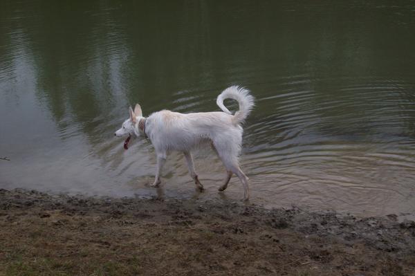 Galgowelpe Snowy (jetzt BLAKE) aus Murcia sucht ... - Seite 3 6560968dik