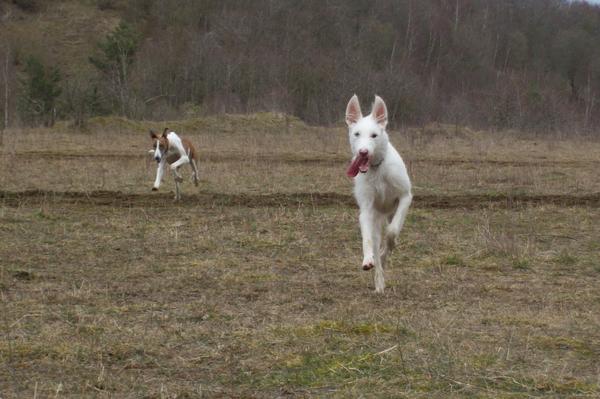 Galgowelpe Snowy (jetzt BLAKE) aus Murcia sucht ... - Seite 3 6560969azh