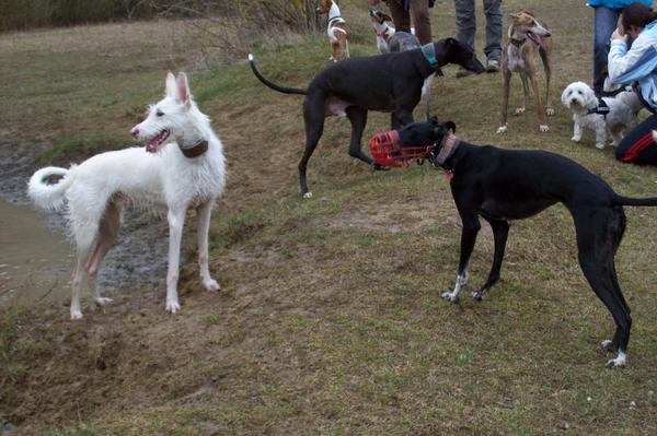 Galgowelpe Snowy (jetzt BLAKE) aus Murcia sucht ... - Seite 3 6561020qnm