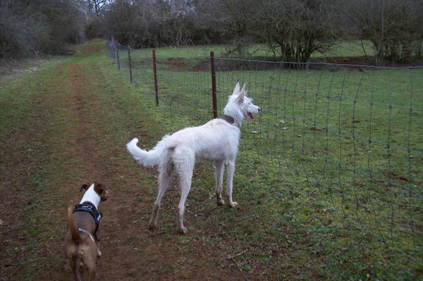 Galgowelpe Snowy (jetzt BLAKE) aus Murcia sucht ... - Seite 3 6561022txc