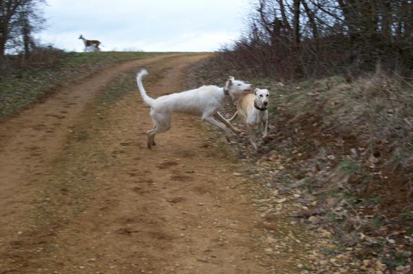 Galgowelpe Snowy (jetzt BLAKE) aus Murcia sucht ... - Seite 3 6561023pzb