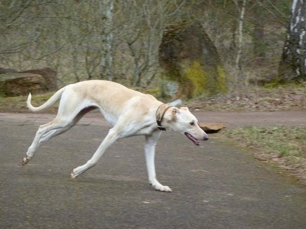 Galga LUNI aus Murcia sucht ... - Seite 3 6563179osq