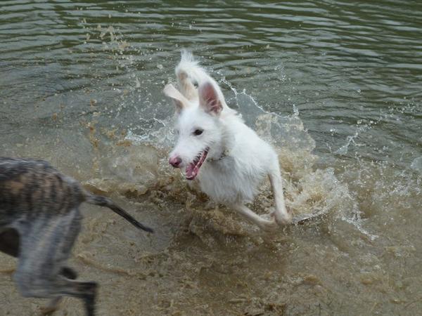 Galgowelpe Snowy (jetzt BLAKE) aus Murcia sucht ... - Seite 3 6563259ynx