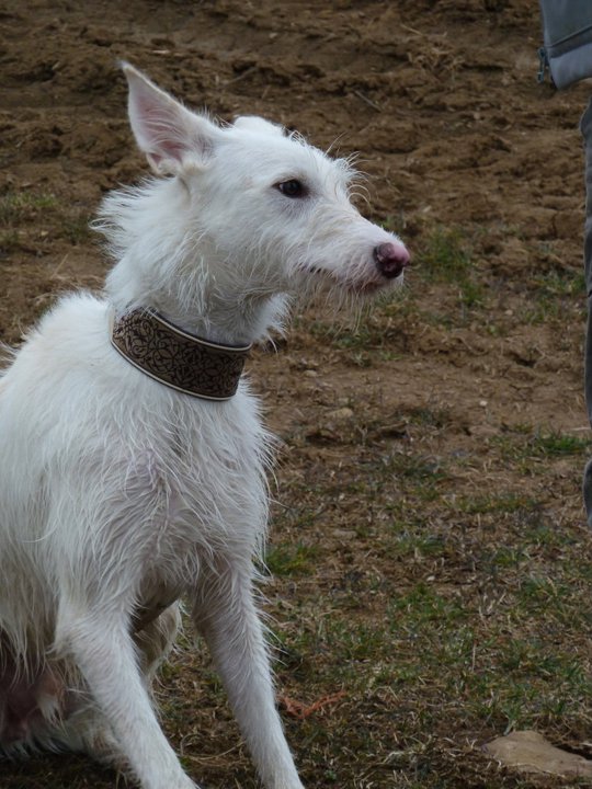 Galgowelpe Snowy (jetzt BLAKE) aus Murcia sucht ... - Seite 3 6563260fzi