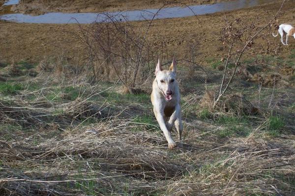 Galga LUNI aus Murcia sucht ... - Seite 3 6578247nst