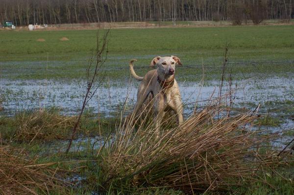 Galga LUNI aus Murcia sucht ... - Seite 3 6578249hsh