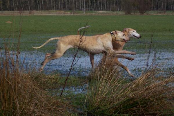 Galga LUNI aus Murcia sucht ... - Seite 3 6578250ghw