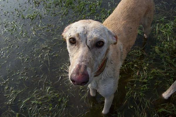 Galga LUNI aus Murcia sucht ... - Seite 3 6578251ets