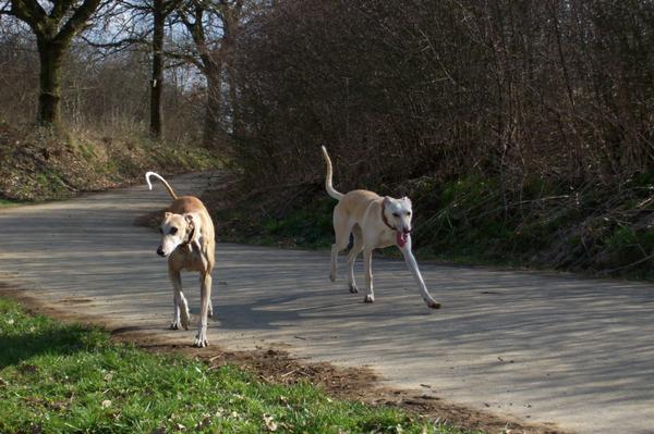 Galga LUNI aus Murcia sucht ... - Seite 3 6618694iao