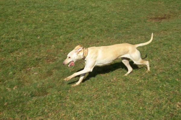 Galga LUNI aus Murcia sucht ... - Seite 3 6618696exu