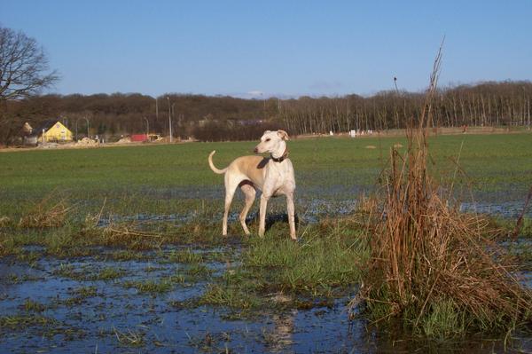 Galga LUNI aus Murcia sucht ... - Seite 3 6618698jmp